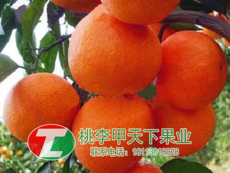 供应商机 > 爱媛38号苗苗圃 爱  四川车厘子大樱桃专业育种基地: 公司