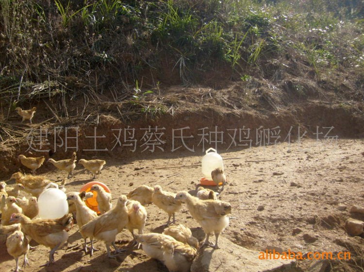 浙江土鸡, 来之丽水山区优质公鸡, 竹林走山鸡