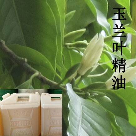 萃取天然白兰花白兰叶精油 纯植物提取 玉兰叶精油