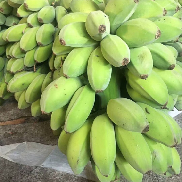 【高州苹果蕉 5斤装】广东高州特产水果新鲜粉