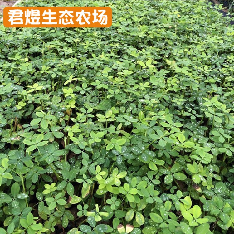 直销花生腾苗木 田里种绿化花生藤苗 遍地黄金 庭院市政公园绿化