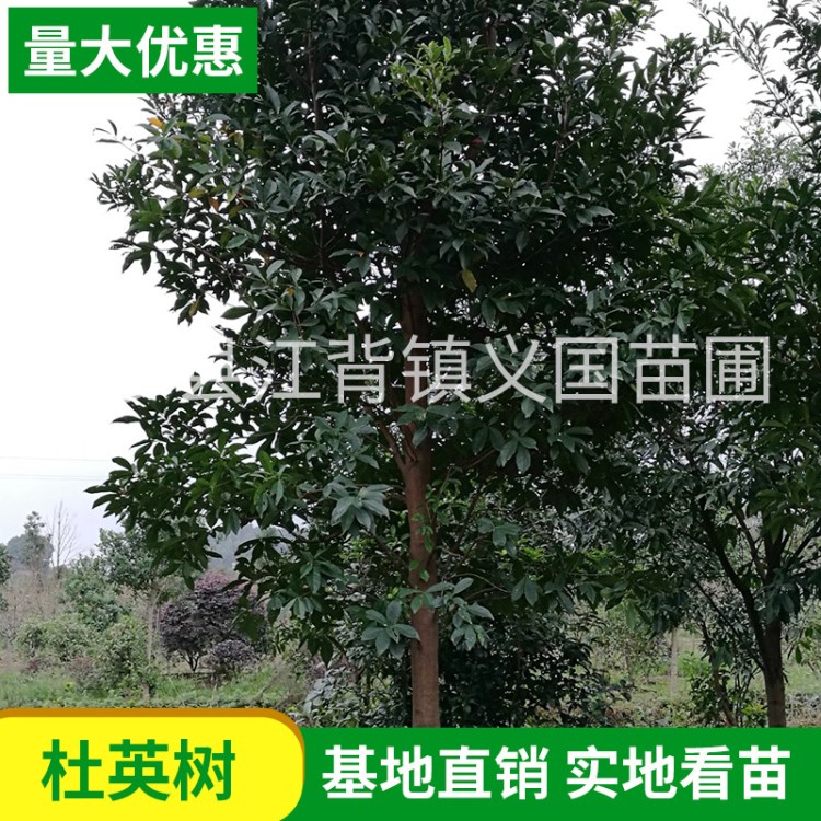基地批发供应胸径3--20杜英树工程绿化防护树杜英大苗