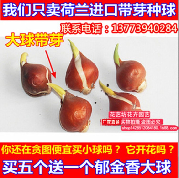 批发郁金香种球 郁金香种子多色可水培土培花卉绿化球根量大优惠