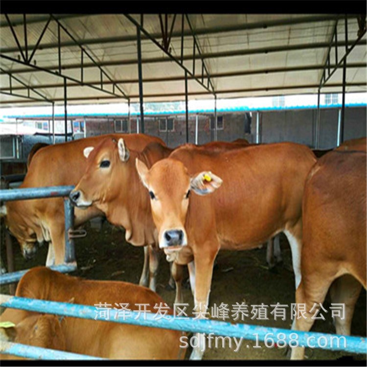 公司首页 供应信息  商品信息 详细说明 品种 鲁西黄牛 货号 57 品牌