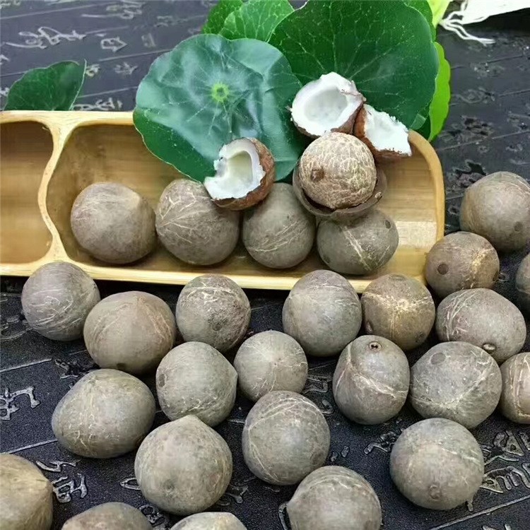 【海椰皇】 批发海椰王椰子皇 大椰子 滋润糖水海底椰