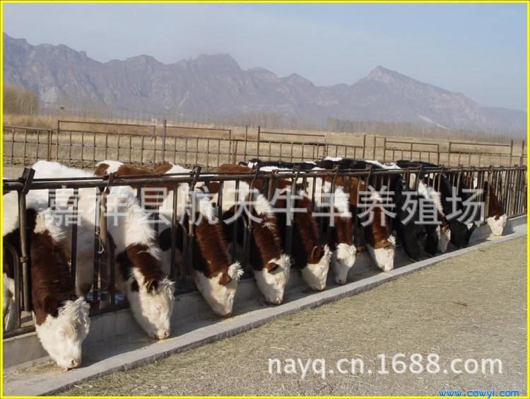 河南适合养殖什么肉牛品种?肉牛犊 短期育肥技