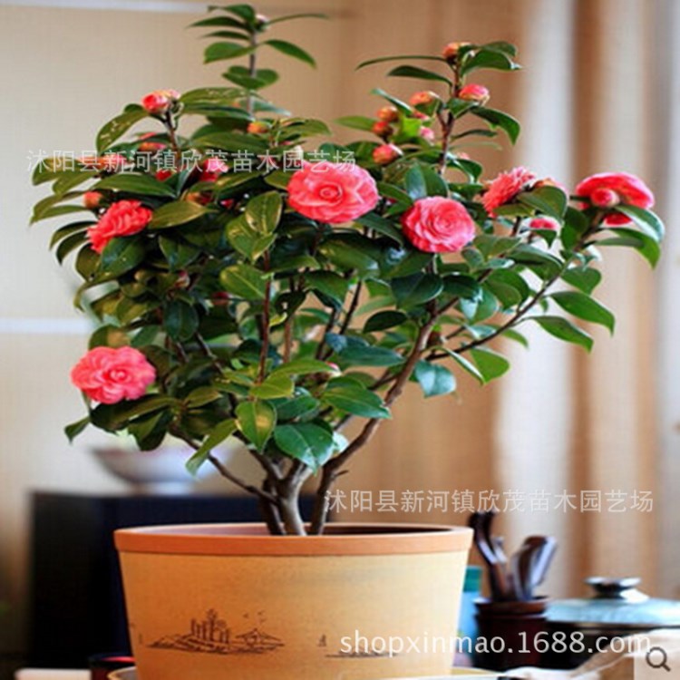 批发茶花苗 山茶花大苗 四季茶花带花苞包成活当年