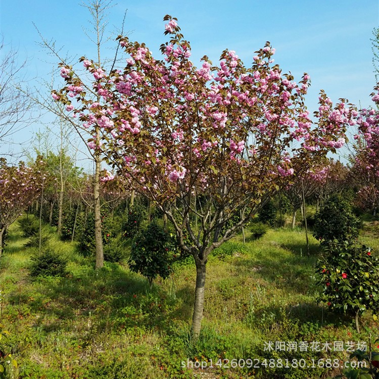 批发日本樱花 工程绿化 高杆樱花树 规格齐全 当年开花