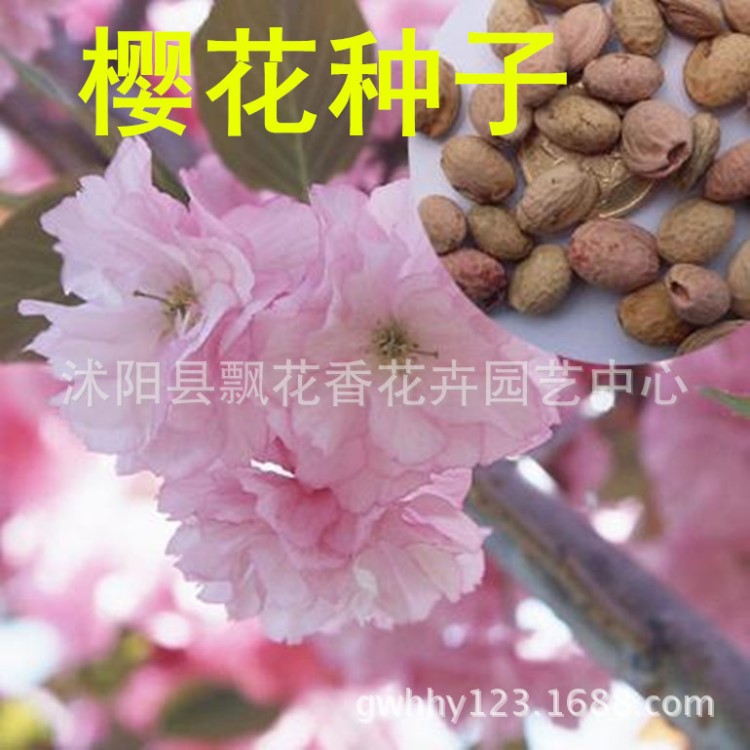 批发进口日本樱花种子 花卉种子 绿化苗木 樱花苗 樱花小苗
