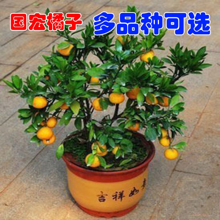 橘子树苗沙糖桔子正宗四会沙糖桔苗砂糖橘果树苗嫁接