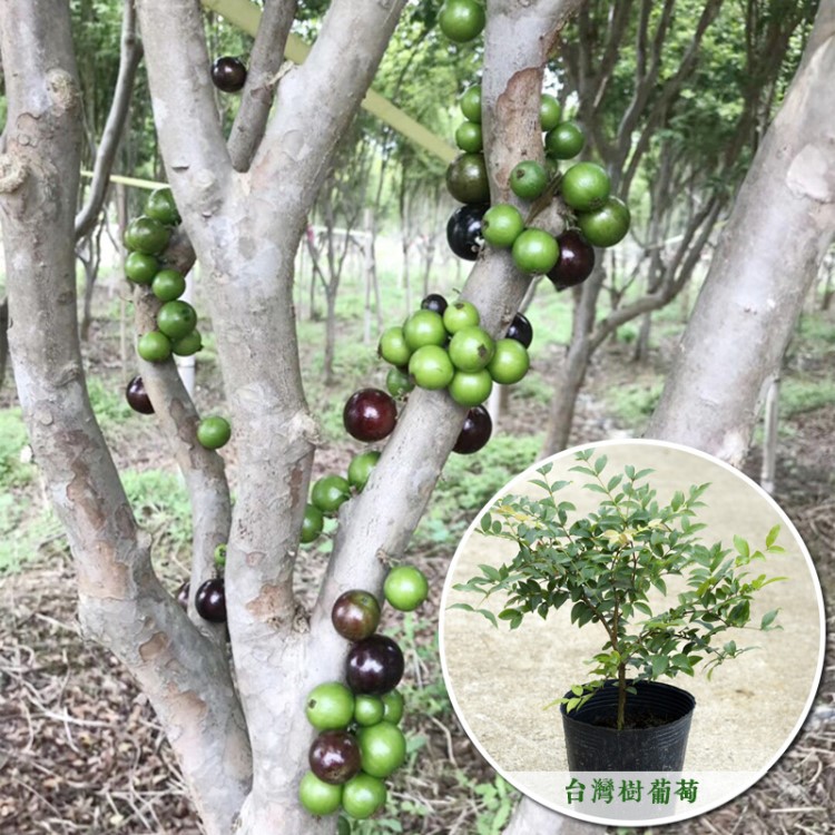 正宗台湾沙巴树葡萄树苗盆栽嘉宝果水果树苗四季结果