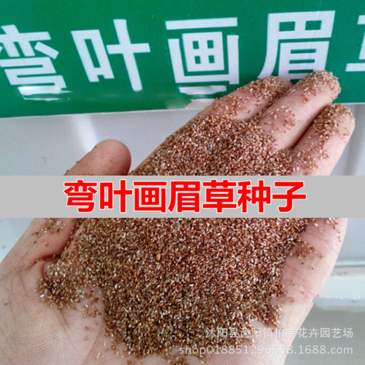 弯叶画眉草种子 高速公路护坡 河岸护堤 水土保持植被 草籽
