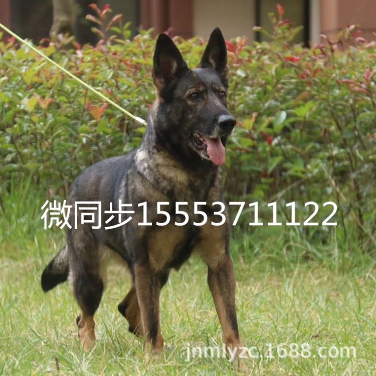 纯种东德牧羊犬幼犬活体ddr太极色德牧幼犬马犬赛级双