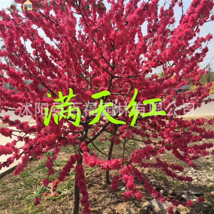 基地批发 漫天红桃花苗 红花满天红碧桃苗 大红花桃花树苗 花色红