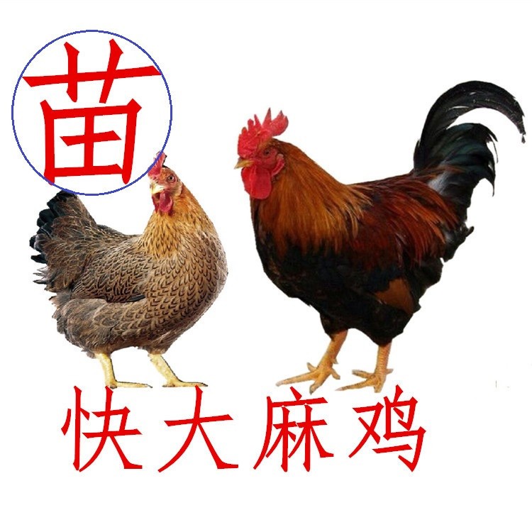 供应商机 农业 肉,蛋,禽 新北麻鸡苗 > 快大型麻鸡苗,新陂麻新北麻