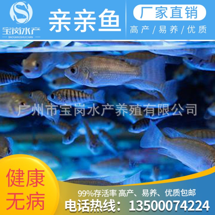 【亲亲鱼】亲亲鱼温泉鱼,洗脚鱼,温泉按摩鱼疗,足疗亲亲鱼,土耳其亲亲