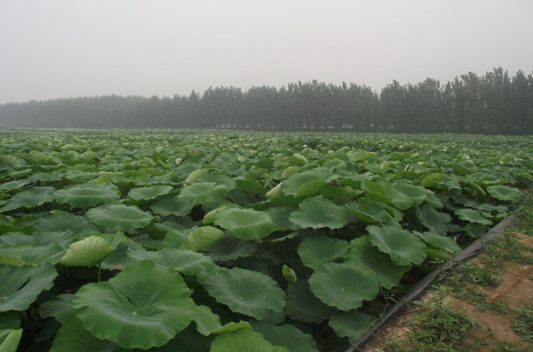 【旱地莲藕】莲藕种植池旱地莲藕种植耐腐蚀抗老化使用时间长耐拉扯