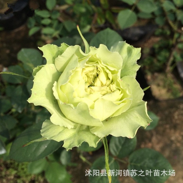 绿月季批发绿星月季花苗盆栽地栽花卉苗木新品种绿云