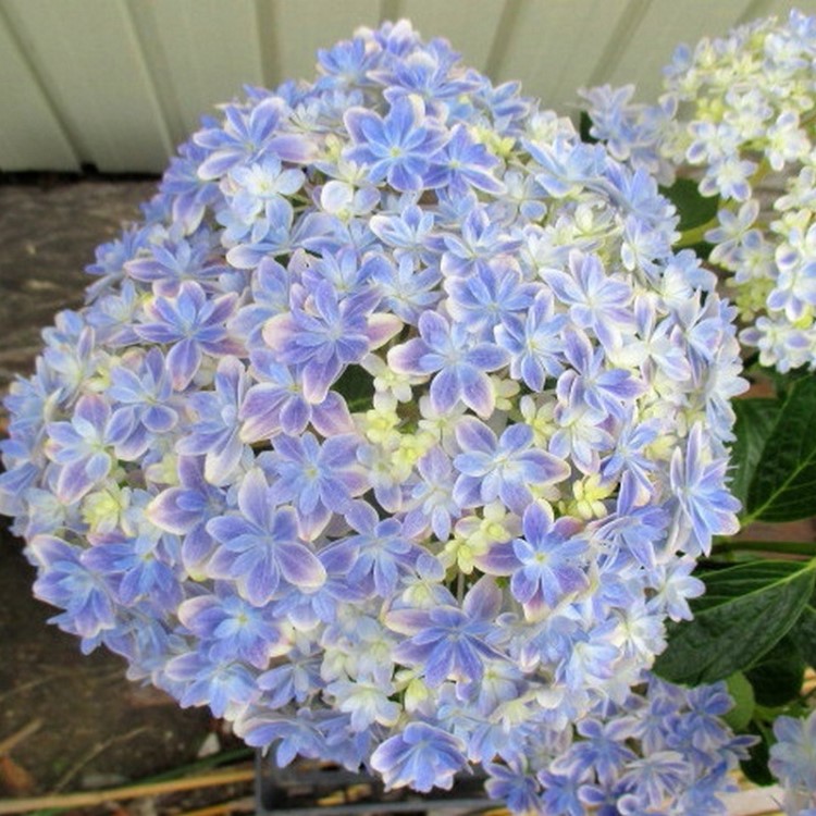 【太阳神镜】绣球花苗 重瓣美达花园艺 万华镜蒙娜丽莎 惠子否纱织