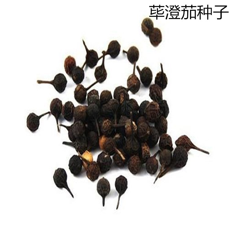 散装毕澄茄种子 澄茄子山苍子大木姜子 优质木香子荜
