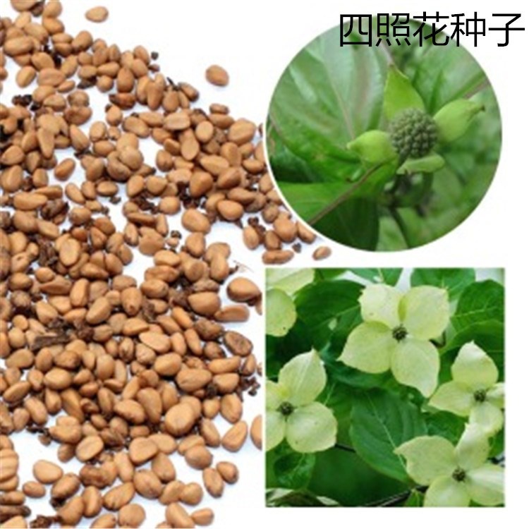 散装新采四照花种子 四照花 山荔枝石枣 羊梅 鸡嗉子
