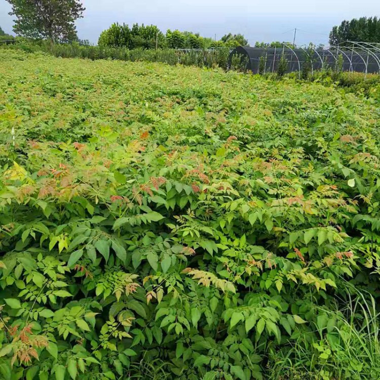 栾树苗小苗黄山栾北京栾园林工程绿化苗木行道树庭院风景占地拆迁