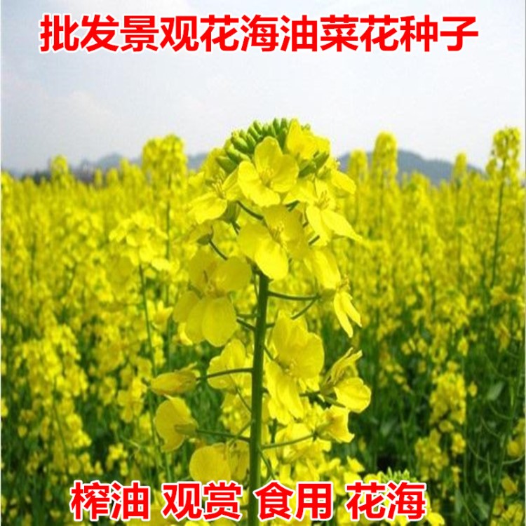 油菜籽波斯菊格桑花 观赏油菜花种子 榨油油菜籽北方