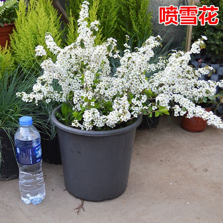 雪柳盆栽苗花卉绿植珍珠梅绣线菊大苗雪柳叶鲜枝条雪梅喷雪花植物