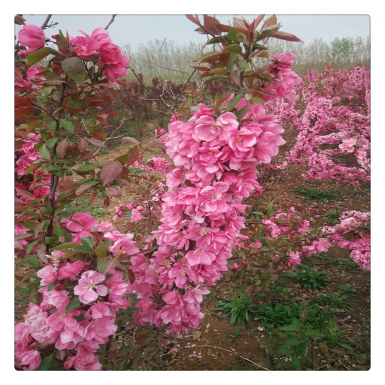 供应芭蕾海棠 现预订树苗小苗芭蕾海棠 品种齐全 芭蕾海棠