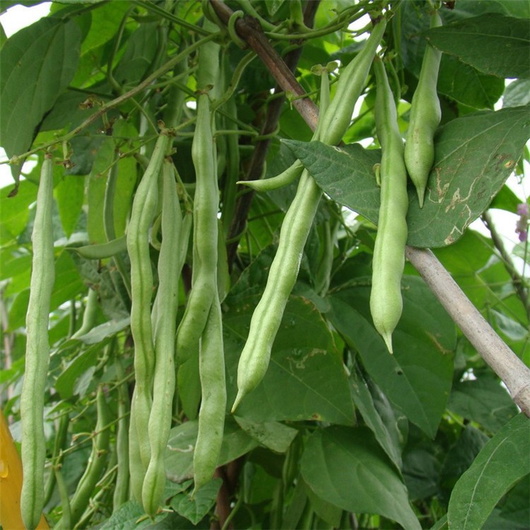 蔬菜种子 全能地豆种子 无架四季豆种子 蔬果豆角种子