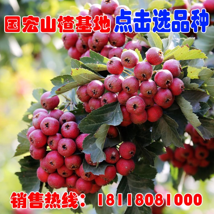 【山楂小苗】山楂树嫁接山楂苗山里红大金星甜红子山楂苗果树苗红果苗