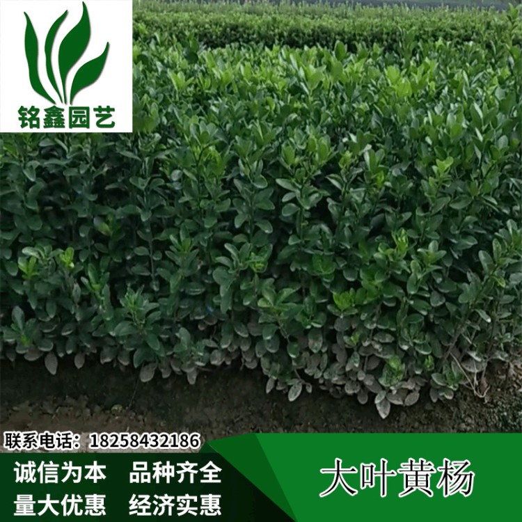 【各种乔木灌木】大叶黄杨 各种灌木花卉 园林绿化 常绿乔木 水生植物