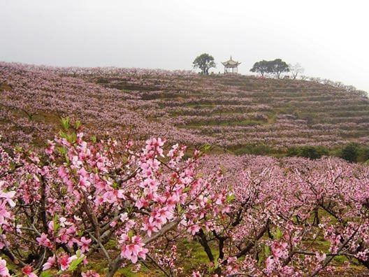 奉化特產(chǎn)奉化水蜜桃 湖景玉露 有機 綠色 新鮮 高甜度 水蜜桃示例圖1