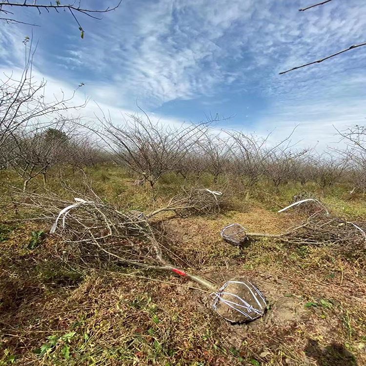 红果海棠 7公分垂丝海棠价格 基地直销园林绿化垂丝海棠苗 