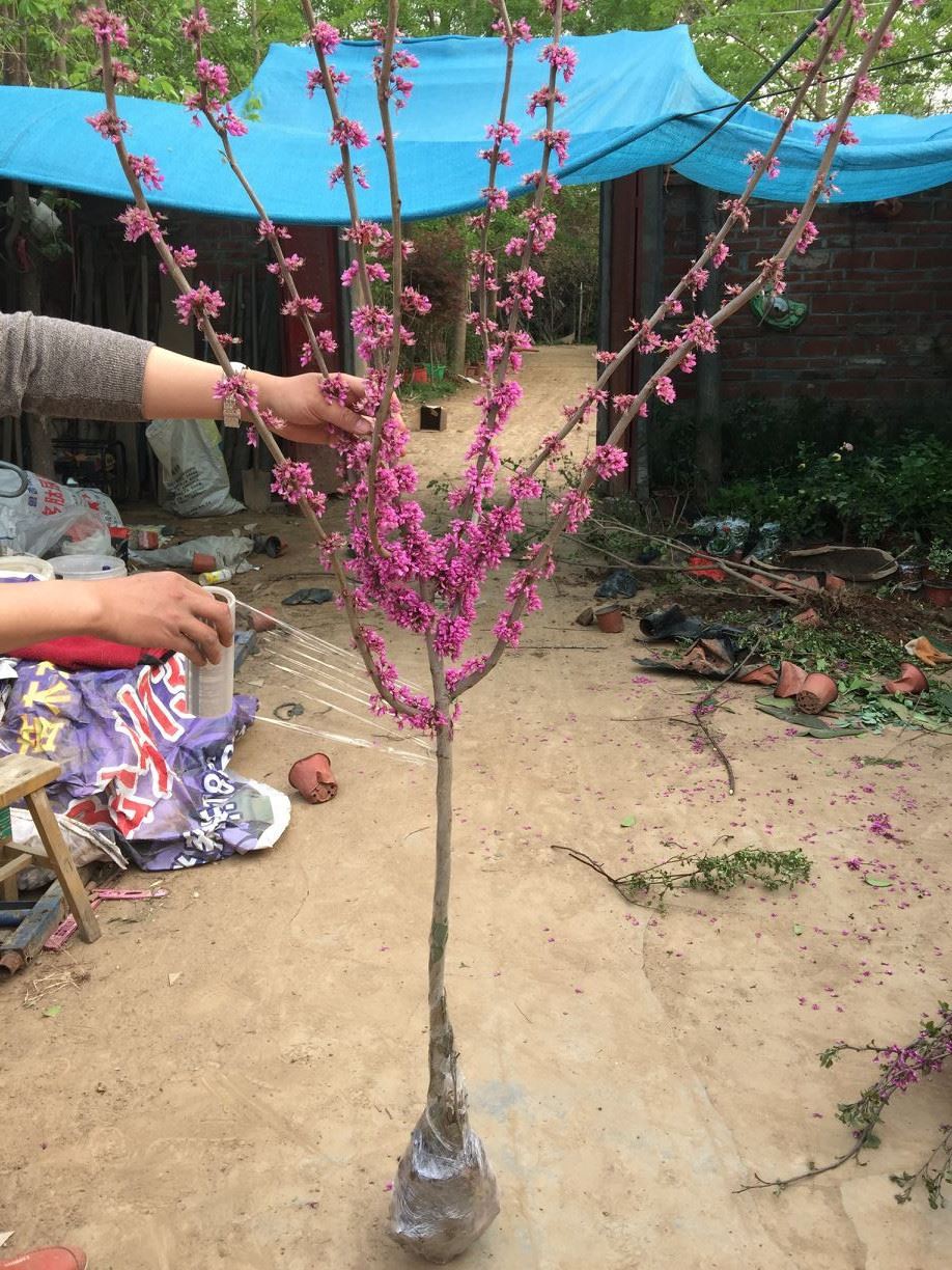 紫荊樹苗紫珠獨(dú)桿叢生紫荊花籽播苗滿條紅庭院行道綠化植物苗木示例圖6