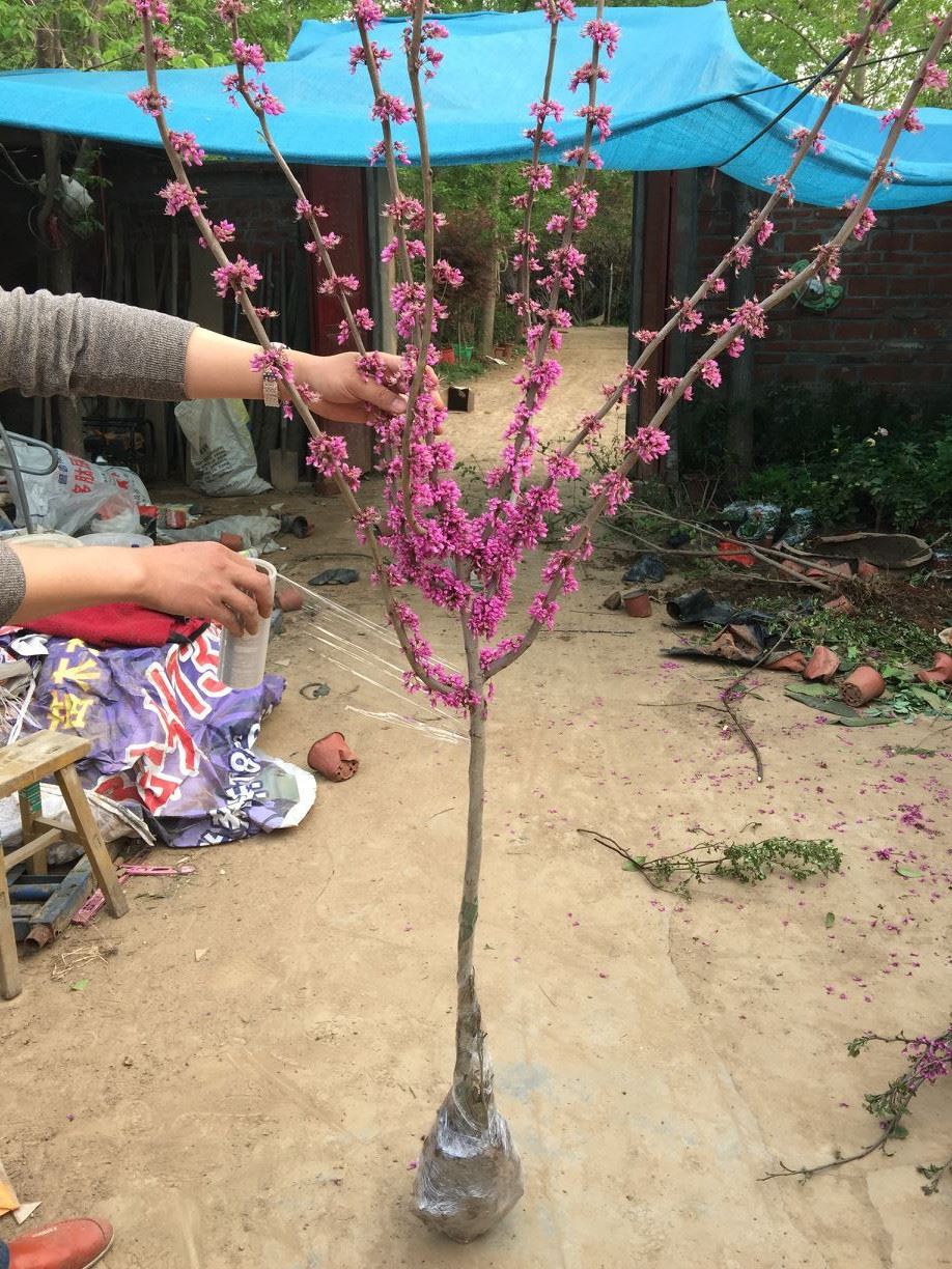 紫荊樹苗紫珠獨(dú)桿叢生紫荊花籽播苗滿條紅庭院行道綠化植物苗木示例圖7