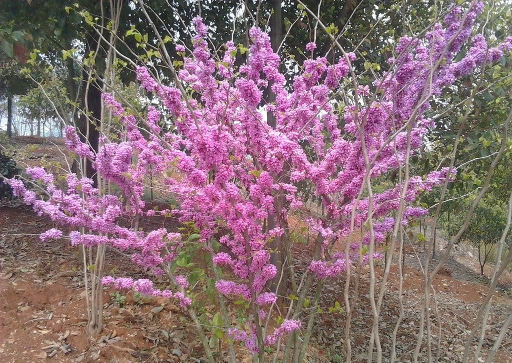 紫荊樹苗紫珠獨(dú)桿叢生紫荊花籽播苗滿條紅庭院行道綠化植物苗木示例圖9