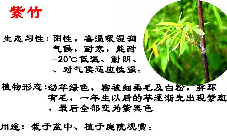 庭院植物地栽淡竹 竹子苗 紫竹 青竹 金镶玉竹 早园竹 竹苗 竹根示例图3