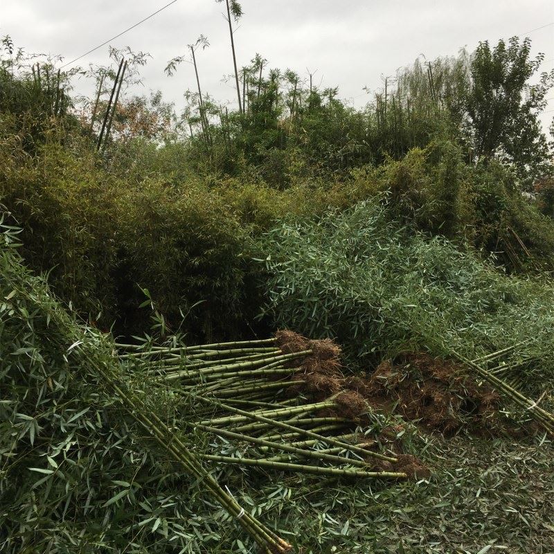 庭院植物地栽淡竹 竹子苗 紫竹 青竹 金镶玉竹 早园竹 竹苗 竹根示例图8