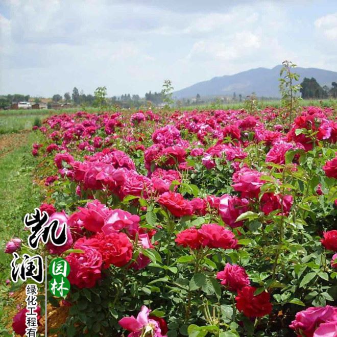 玫瑰花苗批發(fā) 四季香水玫瑰花卉植物 庭院觀花植物玫瑰花苗示例圖2