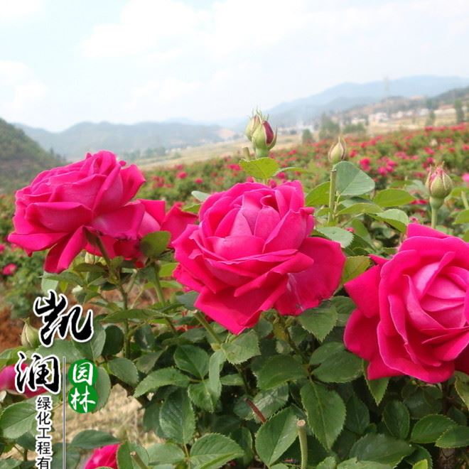 玫瑰花苗批發(fā) 四季香水玫瑰花卉植物 庭院觀花植物玫瑰花苗示例圖3