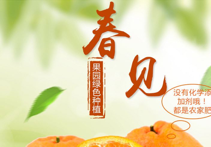 批發四川眉山特產春見耙耙柑 肉厚多汁鮮美 果味十足 10斤起批示例圖1