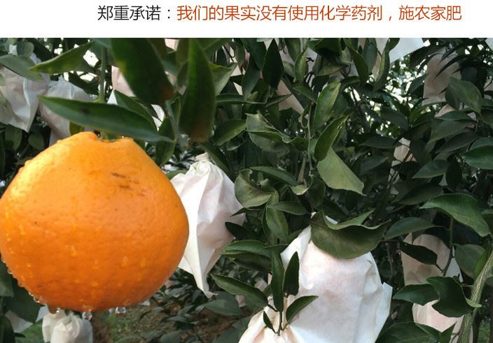 批發四川眉山特產春見耙耙柑 肉厚多汁鮮美 果味十足 10斤起批示例圖4