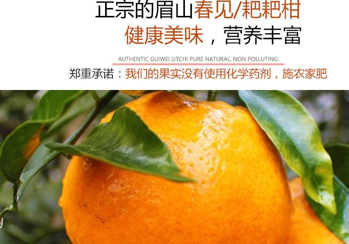 批發四川眉山特產春見耙耙柑 肉厚多汁鮮美 果味十足 10斤起批示例圖5