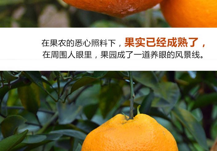 批發四川眉山特產春見耙耙柑 肉厚多汁鮮美 果味十足 10斤起批示例圖6