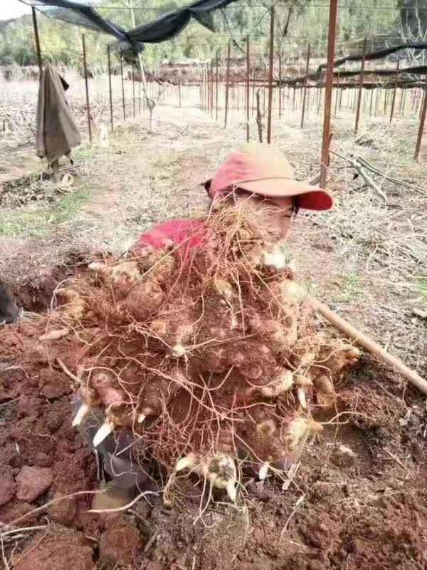 佳沃基地 黄精苗 红花多花滇黄精种子种苗 苗高带芽头