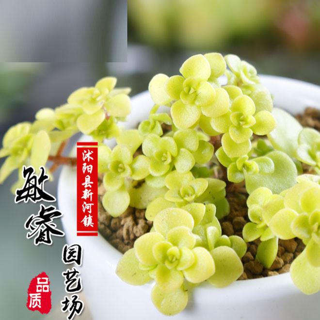 批發(fā)多肉植物批 黃金萬年草  肉肉植物批發(fā) 花卉綠植迷你盆栽示例圖1