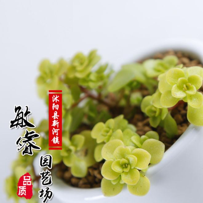 批發(fā)多肉植物批 黃金萬年草  肉肉植物批發(fā) 花卉綠植迷你盆栽示例圖3