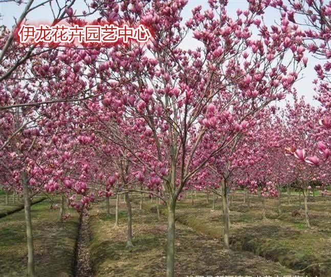 大量供應 二喬玉蘭又名朱砂玉蘭屬木蘭目屬木蘭科大灌木或喬木示例圖4