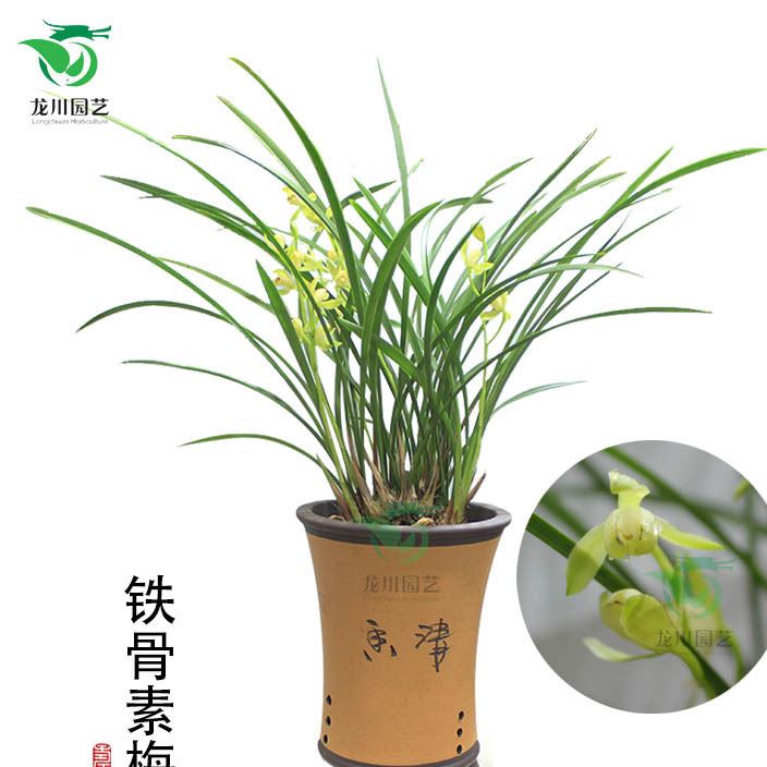 蘭花鐵骨素梅建蘭四季蘭家庭種植高雅盆栽自產(chǎn)自銷示例圖1